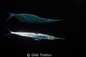 Needle fish reflection by Gleb Tolstov 